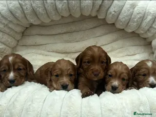 Cocker Spaniel dogs KC Reg Working Cocker Spaniel Puppies - Advert 1