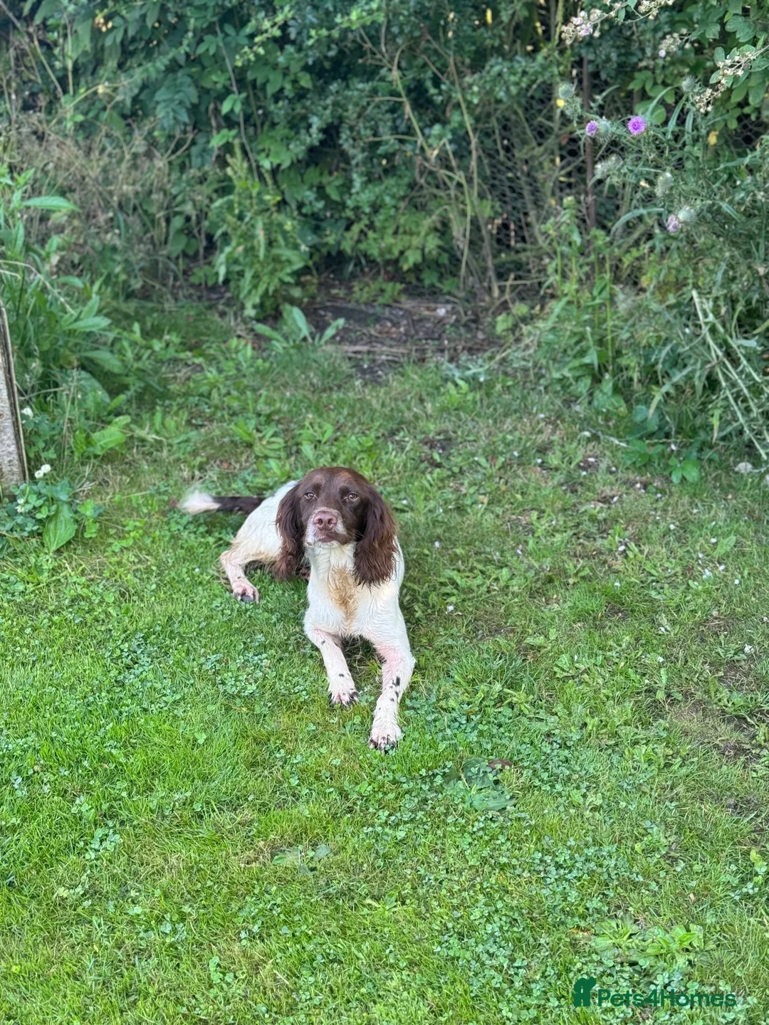 English Springer Spaniel dogs for sale: English springer spaniels  - Advert 7