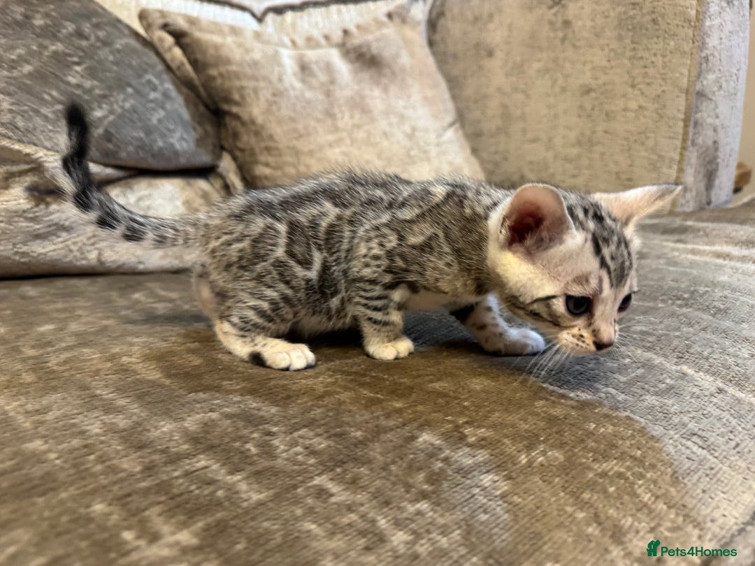 Bengal cats for sale: Exceptional TICA Registered Bengals- Champion Line - Advert 24