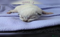 Ragdoll cats for sale: Ragdoll kittens😻🩵💜4 Girls and 1 Boy🙀 - Image 5