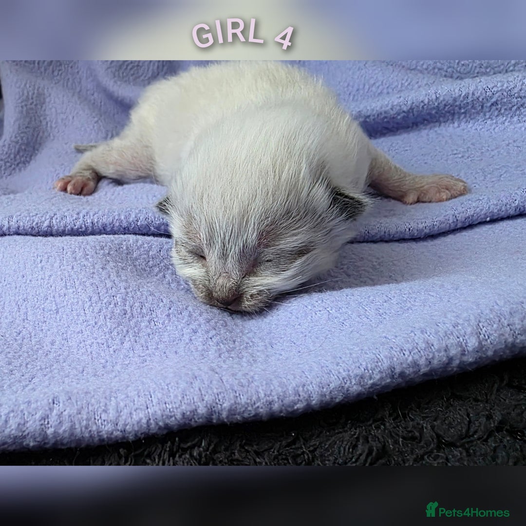 Ragdoll cats for sale: Ragdoll kittens😻🩵💜4 Girls and 1 Boy🙀 - Image 5