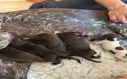 German Shorthaired Pointer dogs for sale: Gorgeous GSP Puppy - Image 1