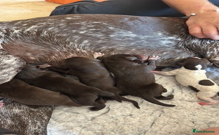 German Shorthaired Pointer dogs - Advert 1