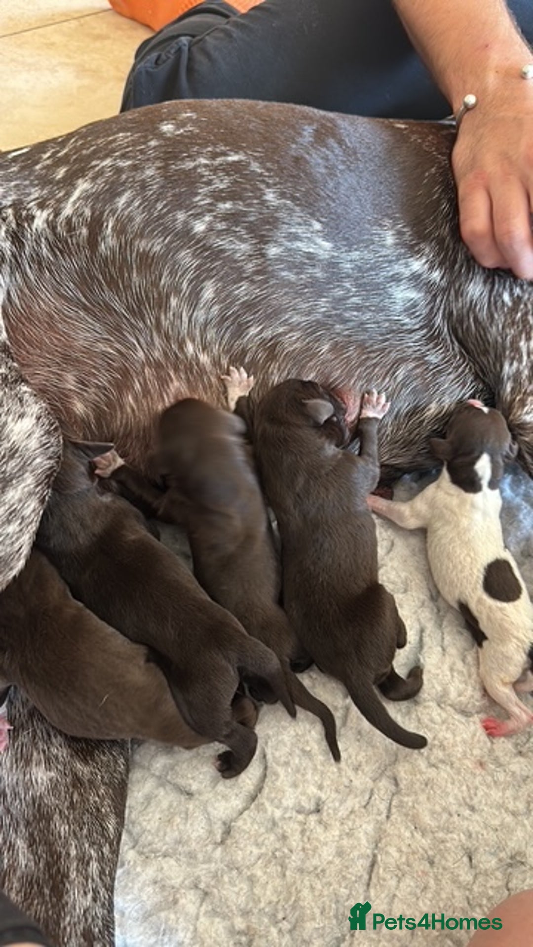 German Shorthaired Pointer dogs for sale: Gorgeous GSP Puppy - Image 1
