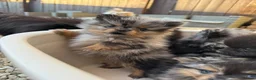 Pomeranian dogs for sale: Merle Pomeranians - Advert 5