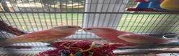 Parakeets birds for sale: 2 bourke parakeets  in Basildon - Advert 1