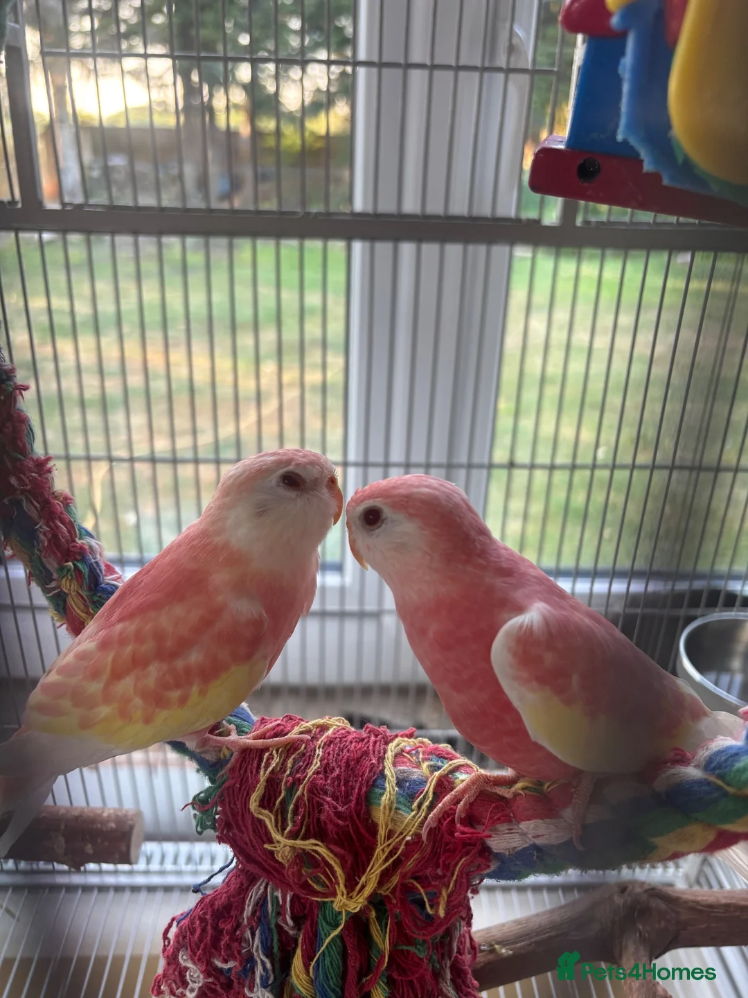 Parakeets birds for sale: 2 bourke parakeets  in Basildon - Advert 1