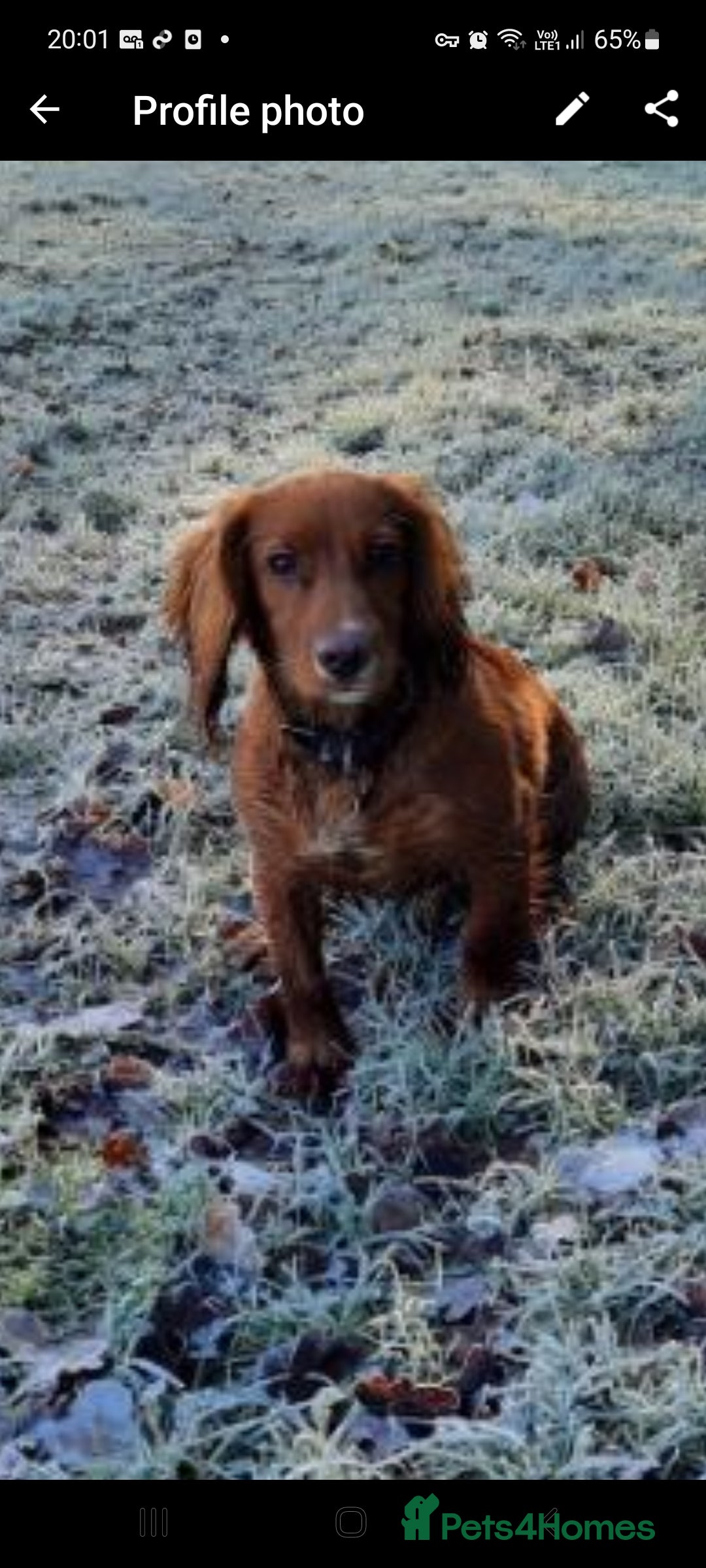 Cocker Spaniel dogs for stud: Experienced stud in Gloucester - Advert 3
