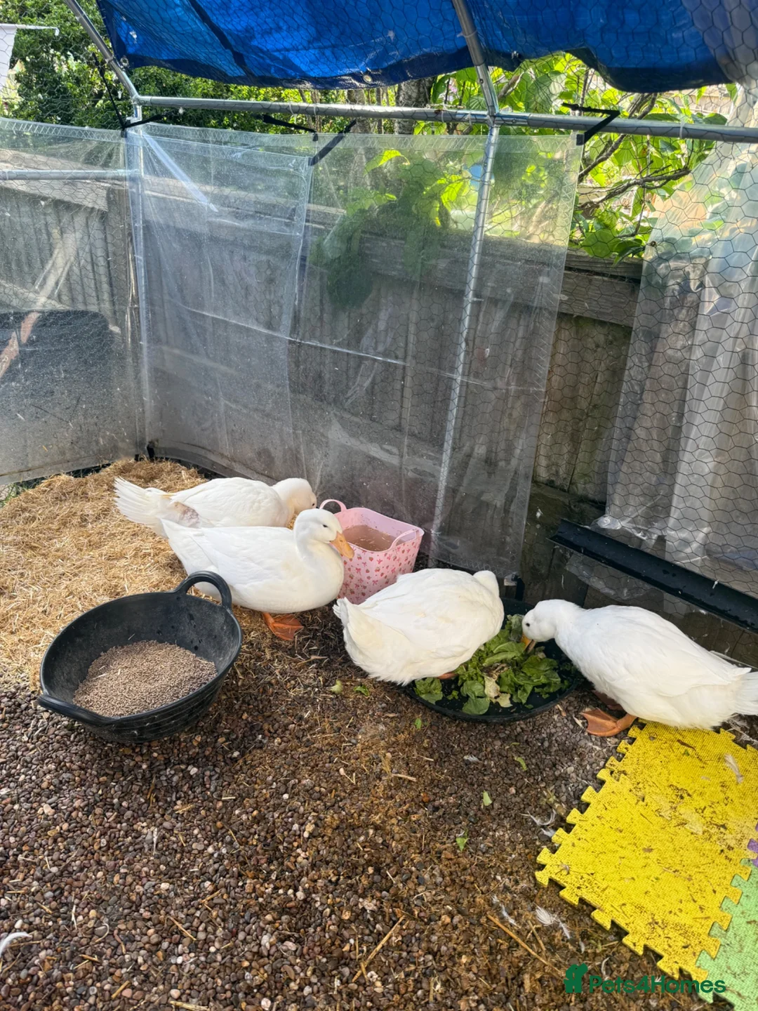 Ducks poultry for sale: Aylesburys Ducks - Advert 2