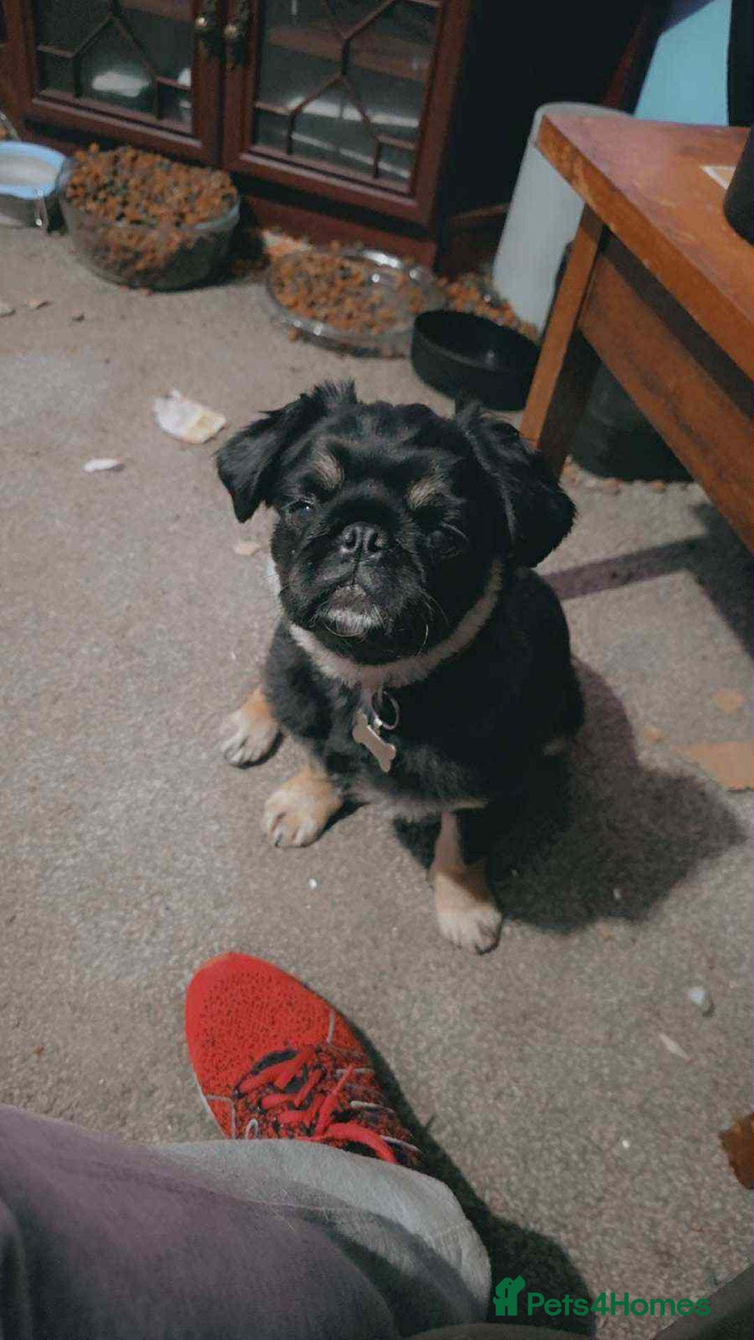 Pug dogs for sale: Scar fluffy pug - Image 5