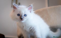 Ragdoll cats for sale: Ready Now GCCF Ragdoll Kittens Irresistibly Cuddly - Image 23