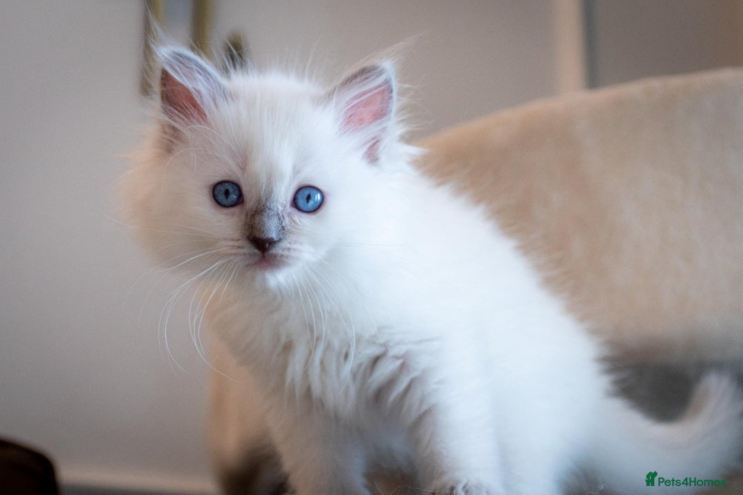 Ragdoll cats for sale: Ready Now GCCF Ragdoll Kittens Irresistibly Cuddly - Image 23