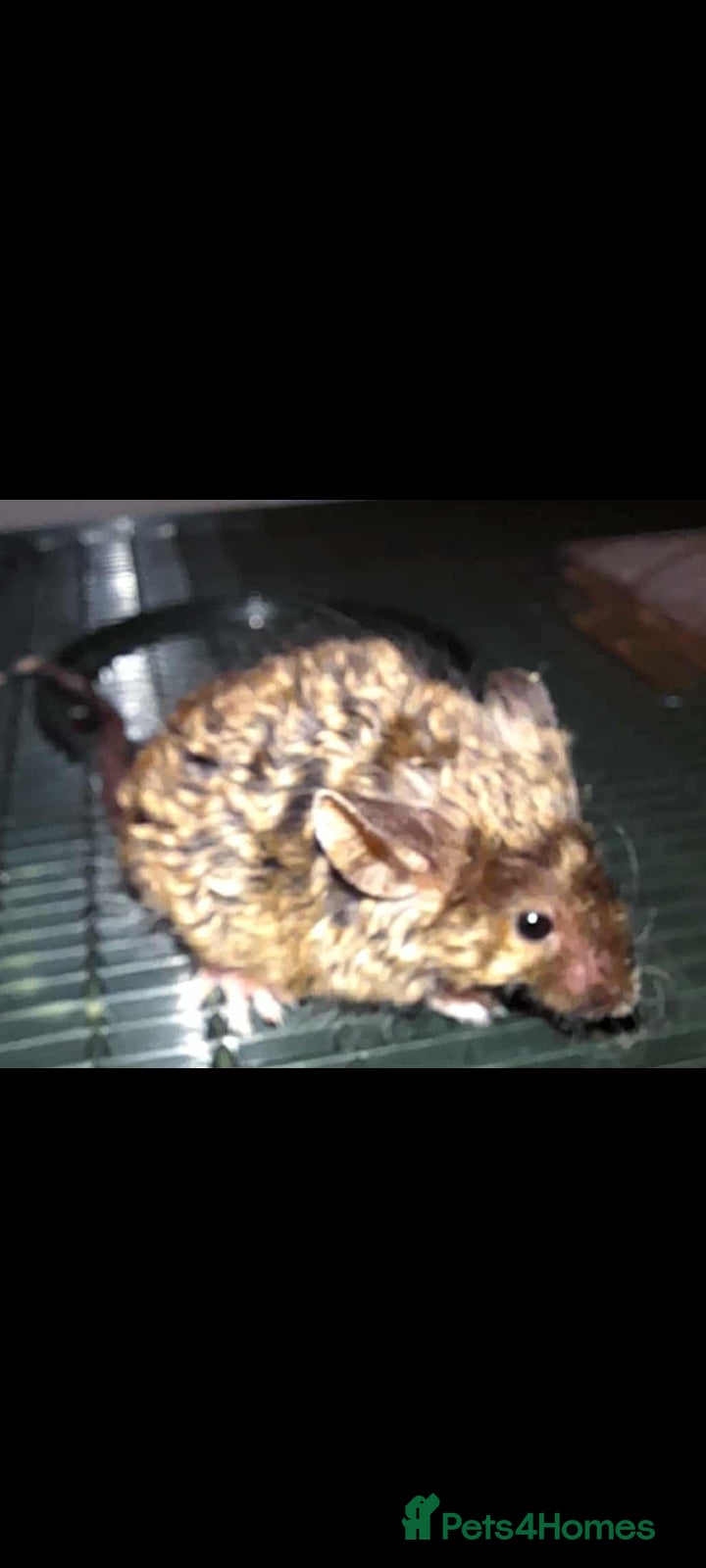 Mouse rodents Fancy mice - Advert 2