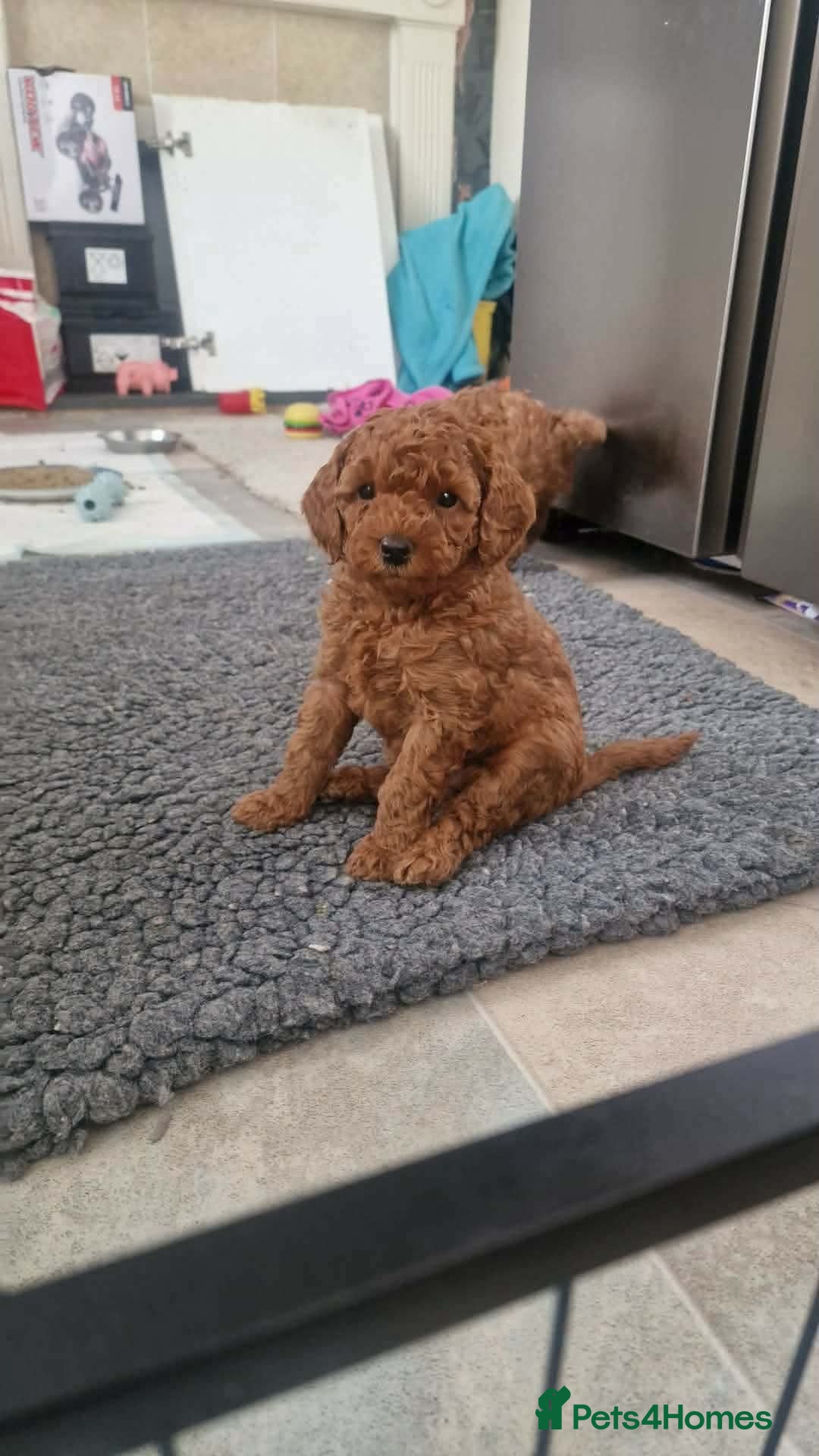 Cockapoo dogs Red F1B cockerpoo puppies £995 - Advert 8