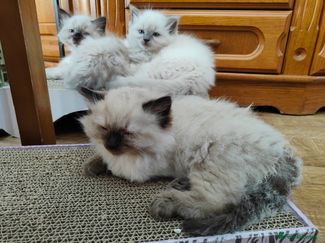 Ragdoll cats for sale: Ragdoll  - Image 2