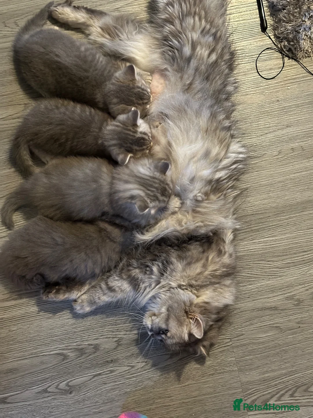 British Shorthair cats for sale: Amazing pure breed BSH/BLH - Advert 2
