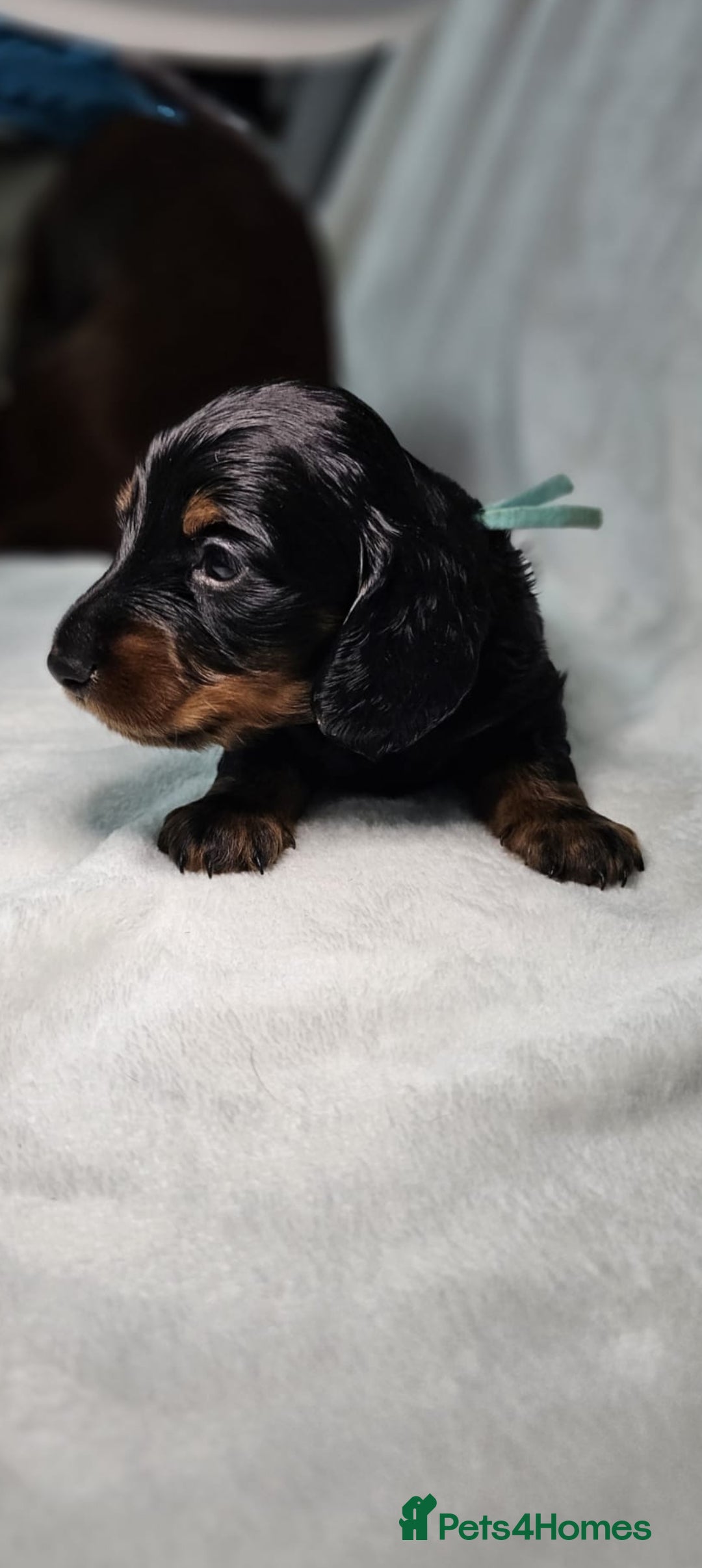 Miniature Dachshund dogs for sale: Stunning  KC Reg Puppies,  Health Tested Parents - Advert 4