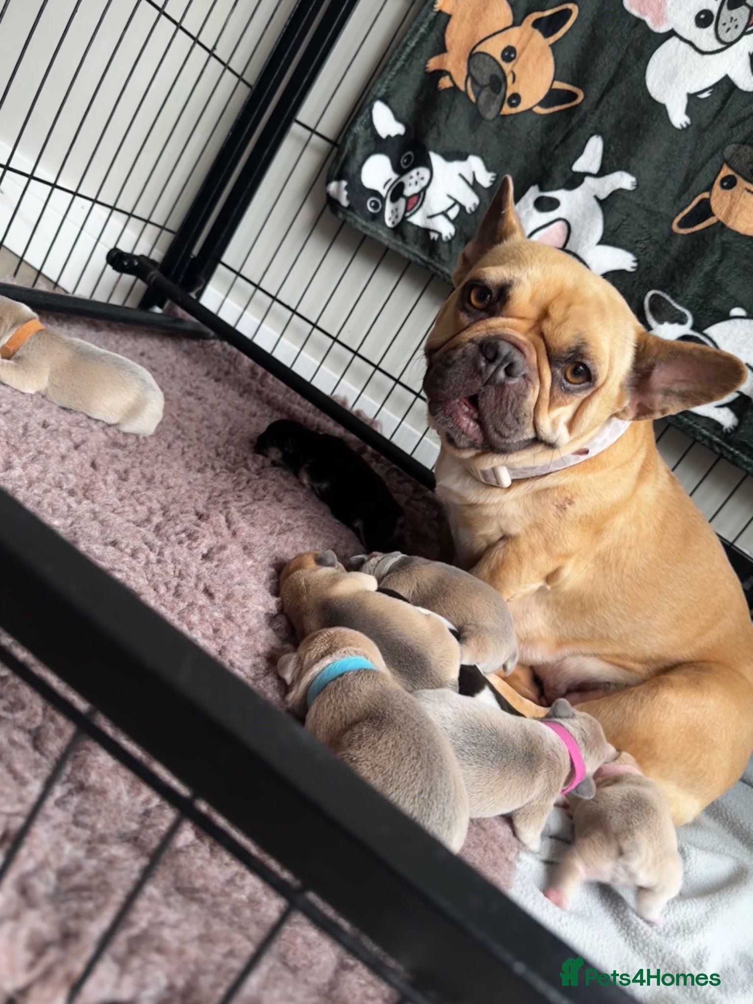 French Bulldog dogs Beautiful French Bulldog Puppies - Advert 3