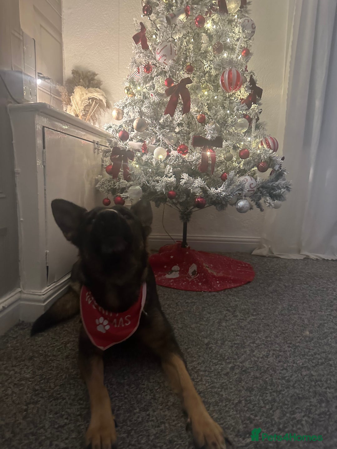 Bearded Dragon reptiles for sale: Female bearded dragon  - Advert 3