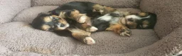 Morkie dogs for sale: Adorable Morki Babies  in Westcliff-on-Sea - Advert 14
