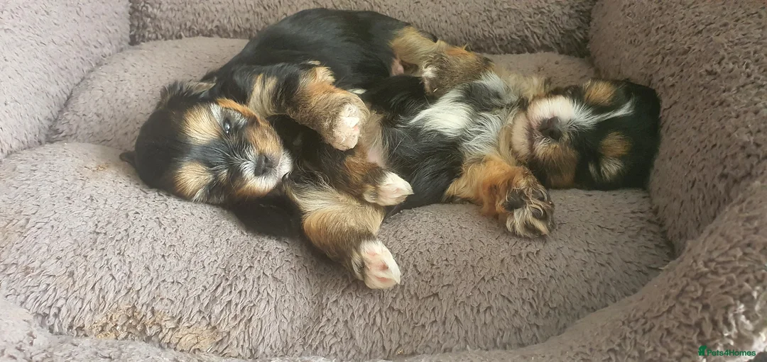 Morkie dogs for sale: Adorable Morki Babies  in Westcliff-on-Sea - Advert 14