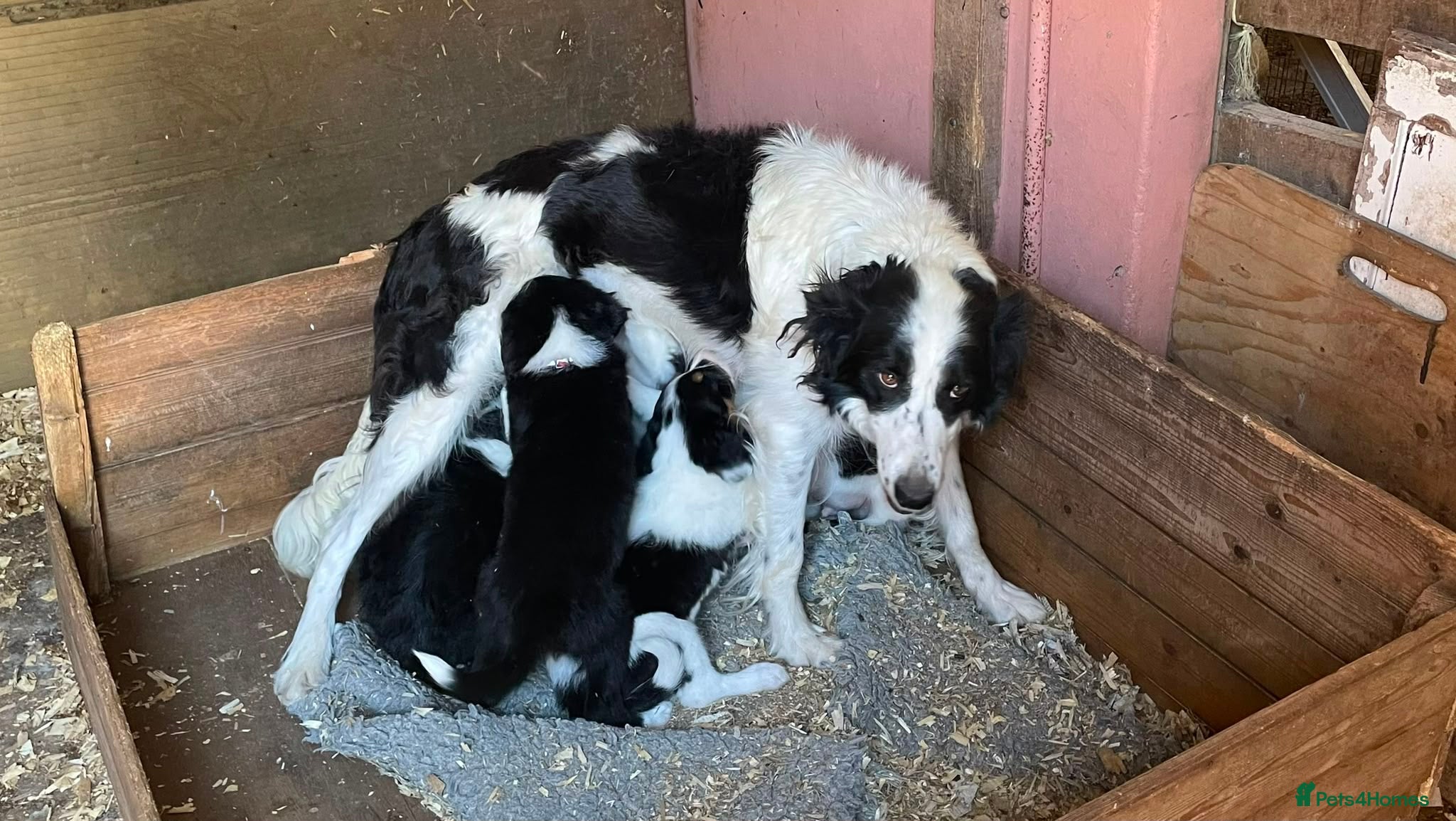 Border Collie dogs Stunning Border Collie Puppies - Advert 1
