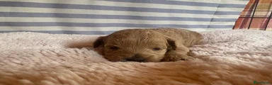 Shihpoo 3
