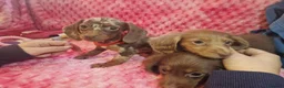 Miniature Dachshund dogs for sale: Miniture dachshund puppies  - Advert 19