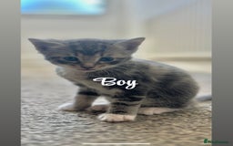 Ragdoll cats for sale: Beautiful kittens mixed colours - Image 8