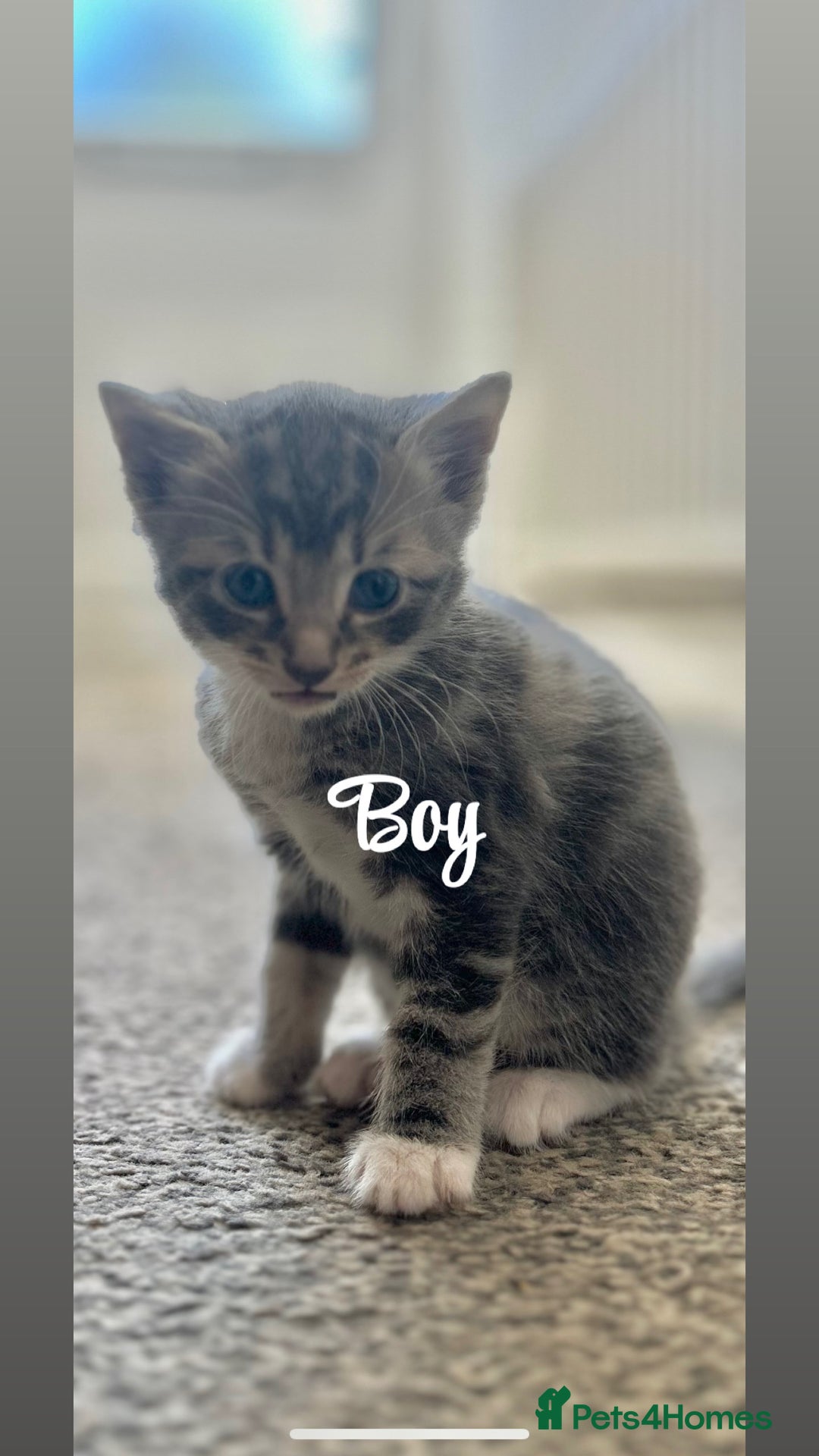 Ragdoll cats for sale: Beautiful kittens mixed colours - Image 8