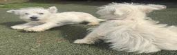 West Highland Terrier dogs for sale: KC Registered Westie Puppies - Advert 4
