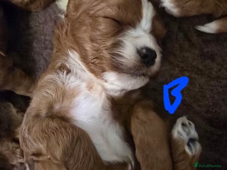 Cavapoo dogs Stunning f1 extensively health tested red cavapoo - Advert 2