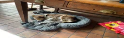 Mixed Breed dogs for sale: King Bryn  - Advert 2