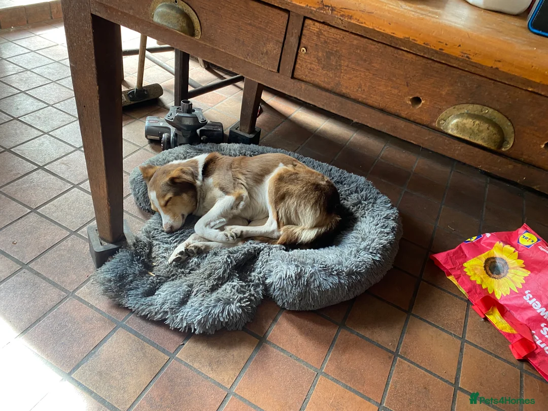 Mixed Breed dogs for sale: King Bryn  - Advert 2