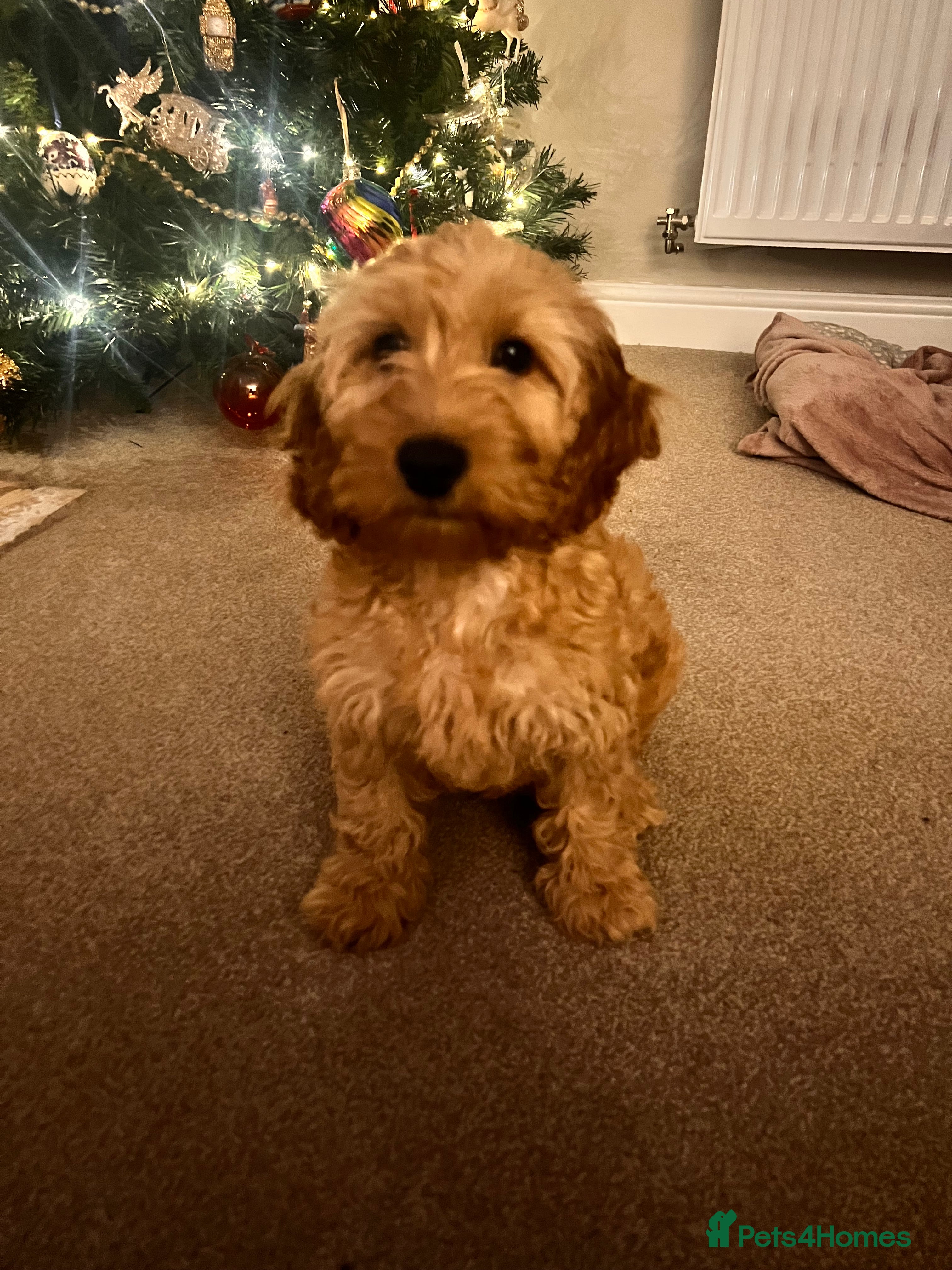 Cavapoo dogs Female Cavapoo - Advert 1