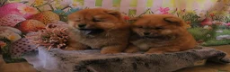 Chow Chow dogs for sale: Beautiful Chow girls available now  - Advert 4