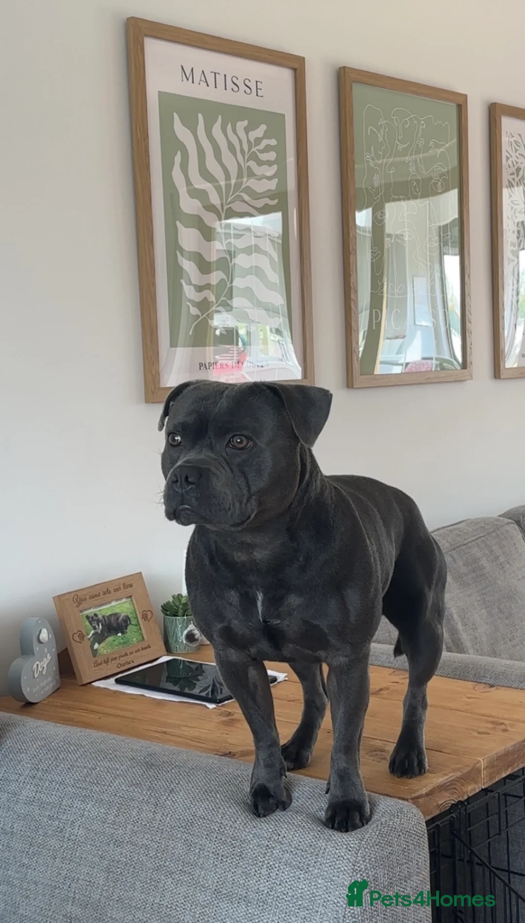 Staffordshire Bull Terrier dogs for stud: Staffordshire Bull Terrier Stud in Chester - Advert 2