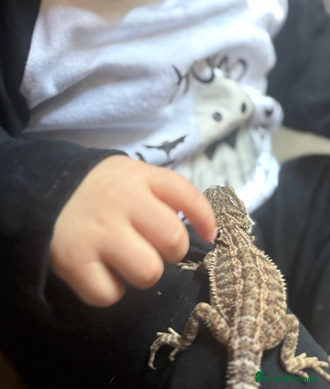 Bearded Dragon reptiles for sale: Beardy Dragon  - Advert 3