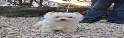 West Highland Terrier dogs for sale: KC 20 month old girl - Advert 2