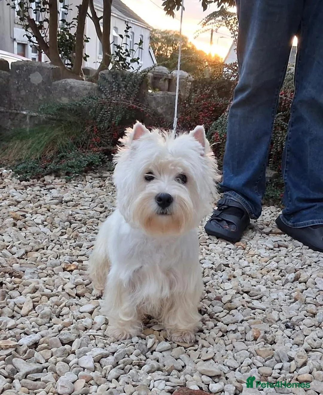 West Highland Terrier dogs for sale: KC 20 month old girl - Advert 2