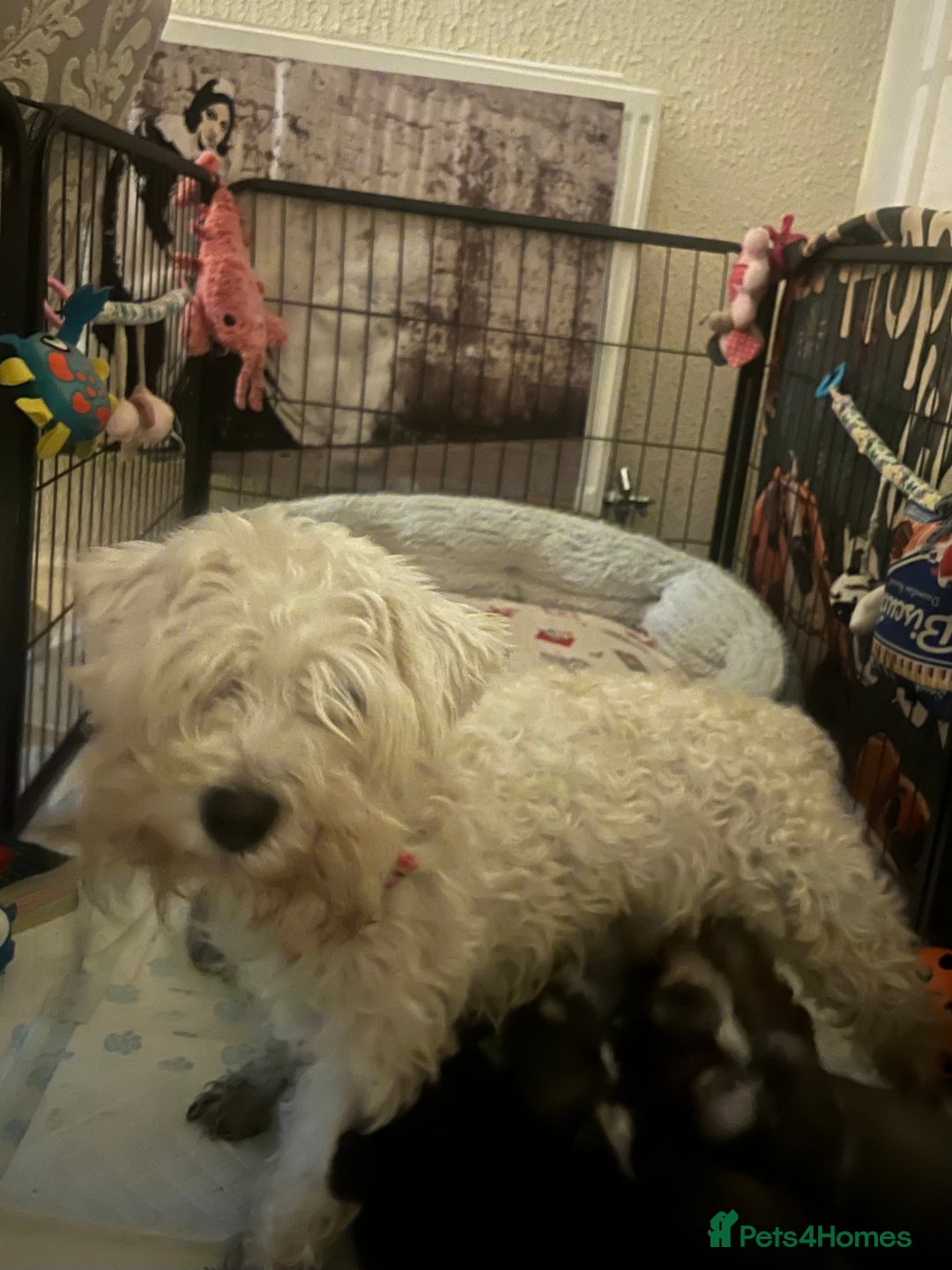 Miniature Schnauzer dogs for sale: 🤎🖤🩶Stunning Miniature Schnauzer Pups🩶🖤🤎 - Advert 6