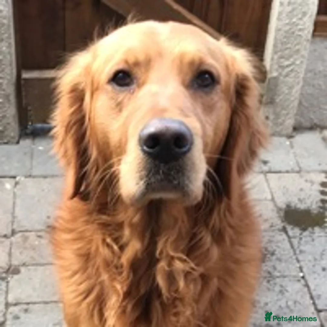 Golden Retriever dogs for stud: Extensively  fully health tested kc reg in Market Drayton - Advert 9