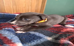 Greyhound dogs for sale: Irish Greyound Puppies  - Image 14