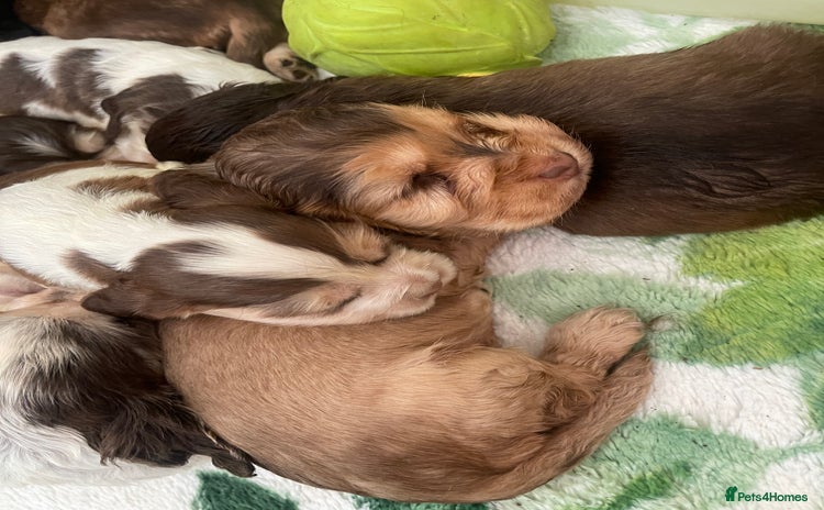 Cocker Spaniel dogs - Advert 4
