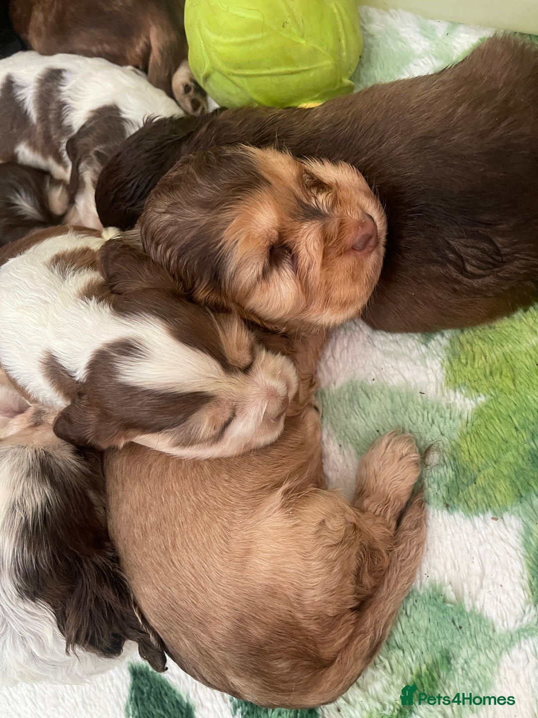 Cocker Spaniel dogs for sale: KC Show Cockers - 1 Girl , 3 Boys remaining! - Image 1