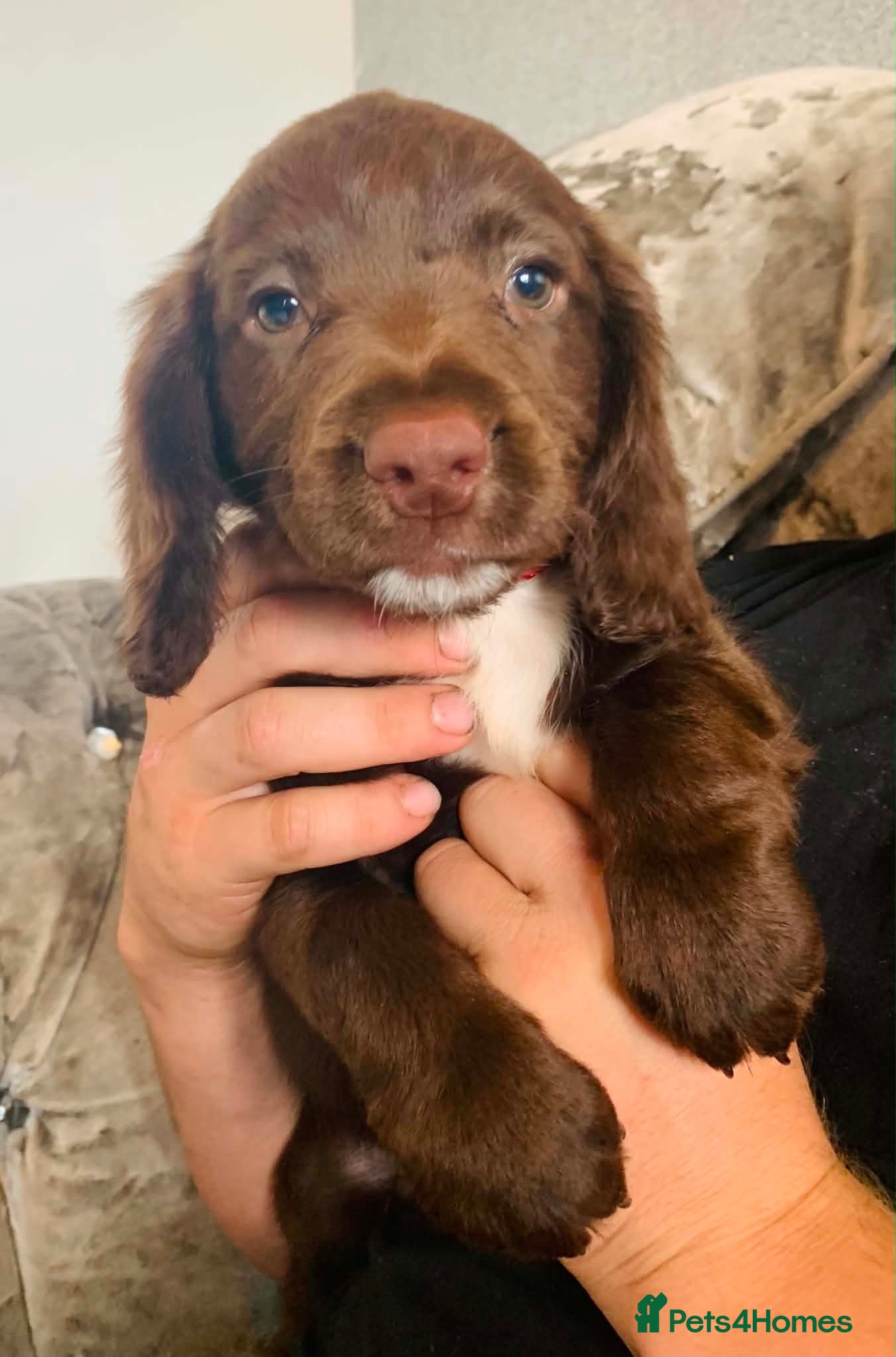 Sprocker dogs Ready now! Stunning F2 sprocker spaniel puppies !  - Advert 1