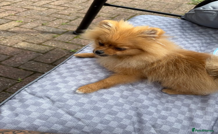 Pomeranian dogs - Advert 1