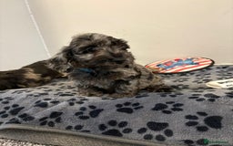 Mixed Breed dogs for sale: dixie pop puppies for sale - Image 12