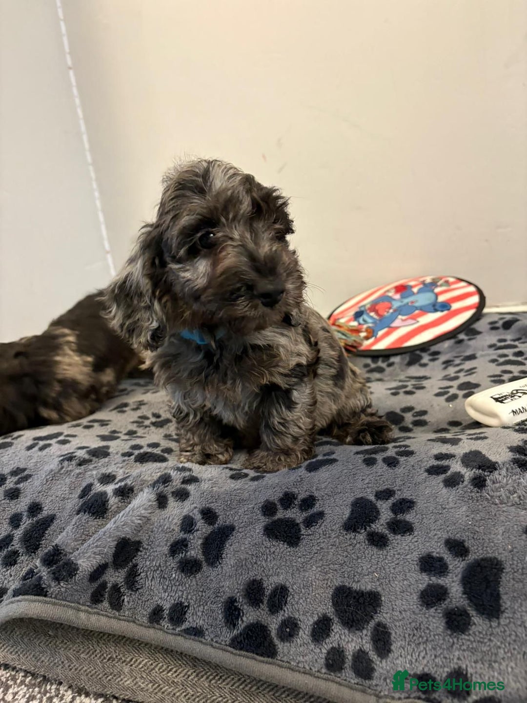 Mixed Breed dogs for sale: dixie pop puppies for sale - Image 12