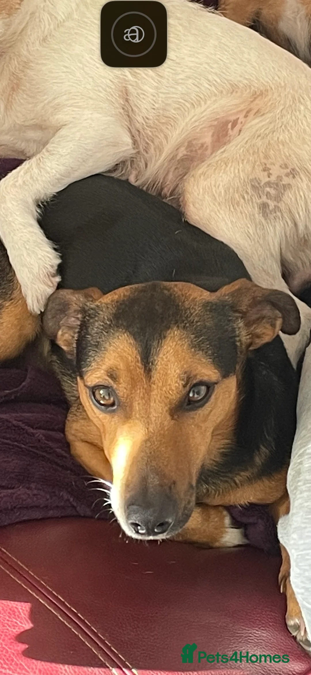 Jack Russell dogs for stud: Tank son of Louis of much wenlock  - Advert 5